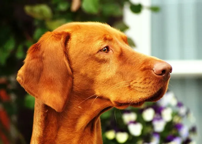 Buchenhof-nordheide *